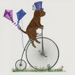 Cavapoo Brown on Penny Farthing