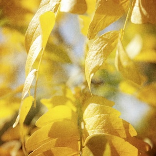 Autumn Photography V