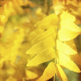 Autumn Photography III