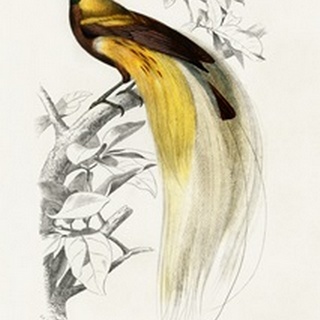 d'Orbigny Exotic Bird I