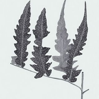 Antique Silver Ferns III