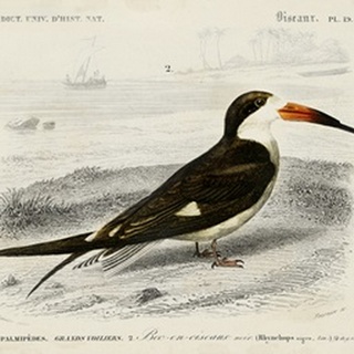 d'Orbigny Seabird IV