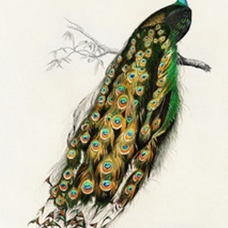 d'Orbigny Exotic Bird II
