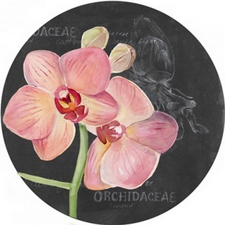 Chalkboard Flower Study Collection C