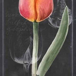 Chalkboard Flower Study Collection B