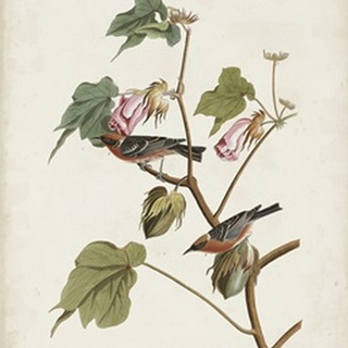 Pl 69 Bay-breasted Warbler