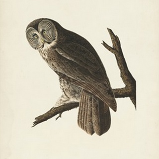 Pl 351 Great Cinereous Owl