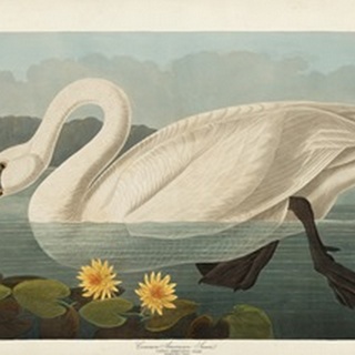 Pl 411 Common American Swan