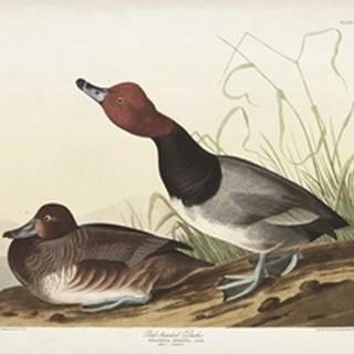 Pl 322 Red-headed Duck