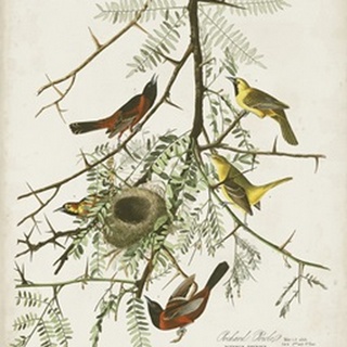 Pl 42 Orchard Oriole