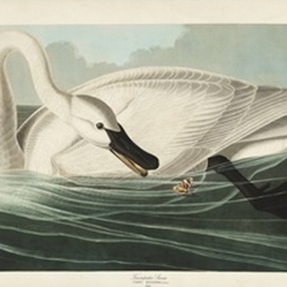 Pl 406 Trumpeter Swan