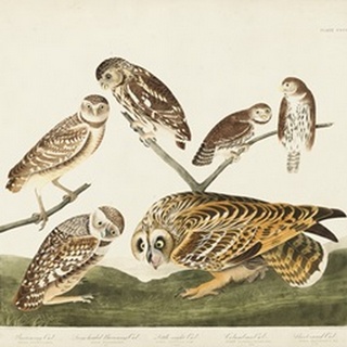 Pl 432 Burrowing Owl