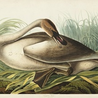 Pl 376 Trumpeter Swan