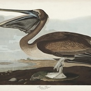Pl 421 Brown Pelican