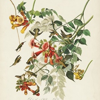Pl 47 Ruby-throated Hummingbird