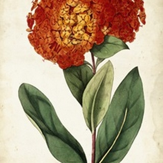 Tangerine Floral II