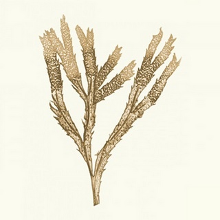 Seaweed Collection VIII