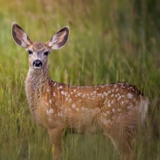 Deer Watch IV