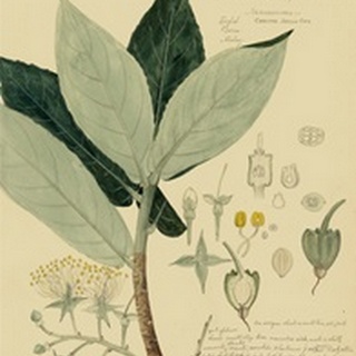 Descubes Foliage and Fruit III