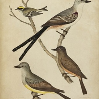 Bonapart Birds II