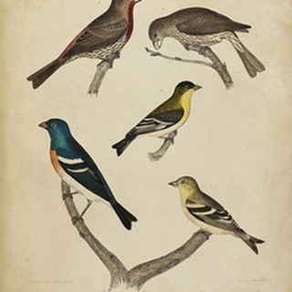Bonapart Birds I