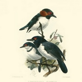 Birds in Nature IV
