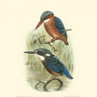Birds in Nature VI