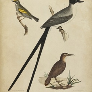 Bonapart Birds III