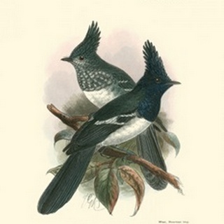 Birds in Nature V