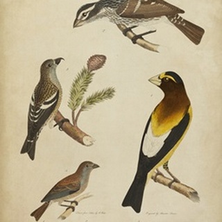Bonapart Birds IV