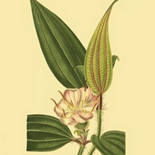 Tropical Ambrosia I