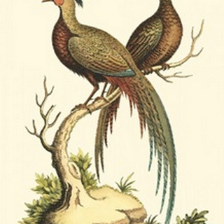 Small Regal Pheasants II