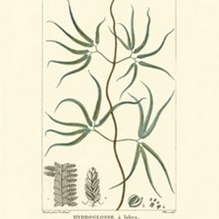 Turpin Botany II