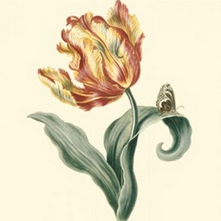 Tulipa V