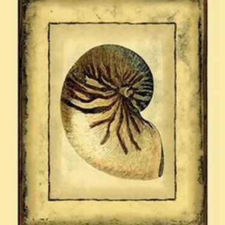 Small Rustic Shell IV