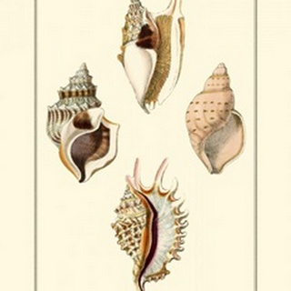 Strombus Shells