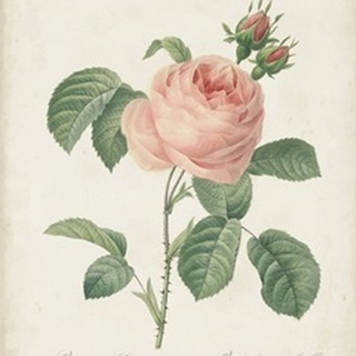 Vintage Redoute Roses IV