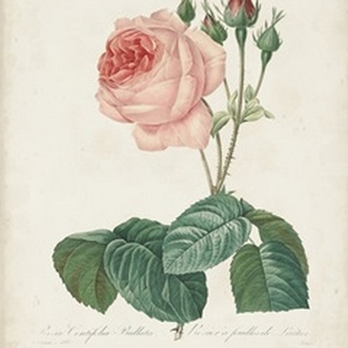Vintage Redoute Roses I