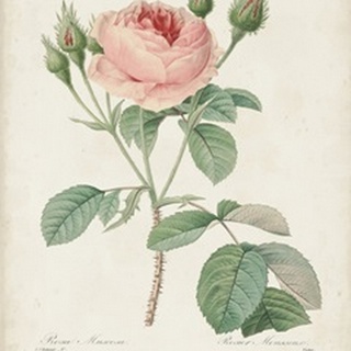 Vintage Redoute Roses VI