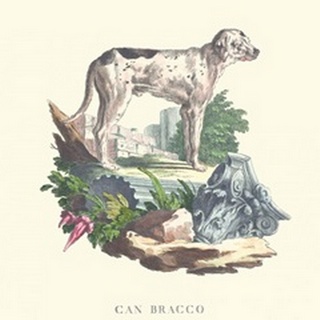 French Dogs VIII