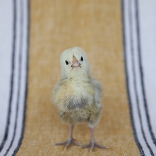 Chick on Ochre Napkin I
