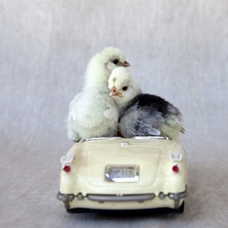Chicks in Cream Car I