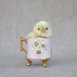 Chick in Pink Cup