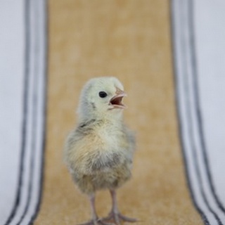 Chick on Ochre Napkin II
