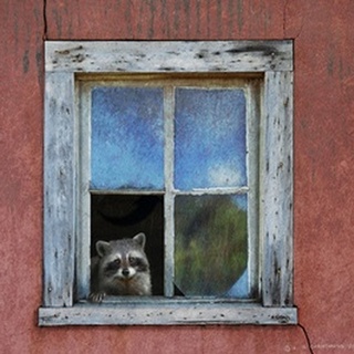 Raccoon Window