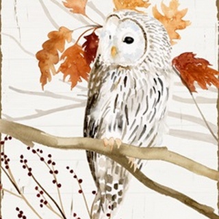 Harvest Owl II