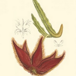 Curtis Flowering Cactus IV