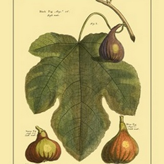 Fig Leaf II