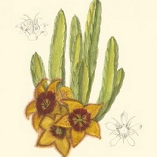 Curtis Flowering Cactus III