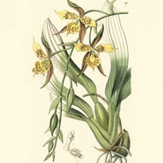 Elegant Orchid IV